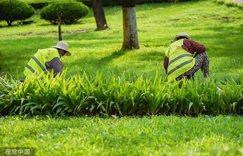 嵩阳大道索河街道绿化工程