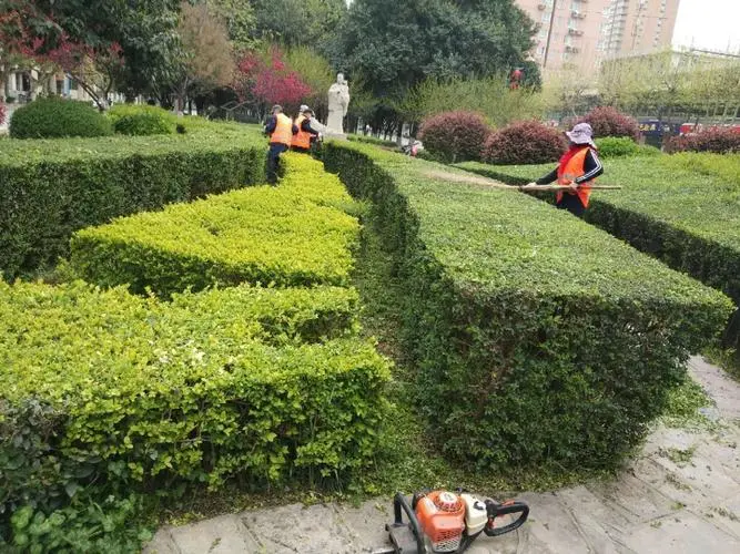 宁德城市道路绿化树种