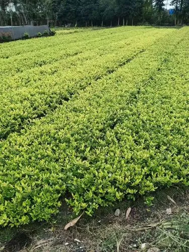 南阳绿化花卉苗木批发市场