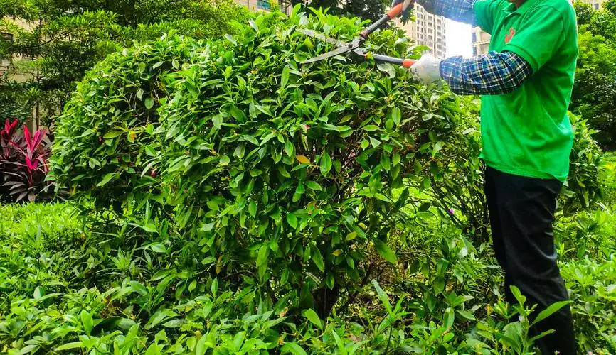 河南绿化工程求购草坪项目