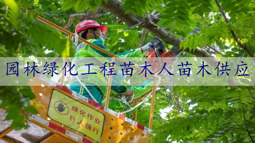 园林绿化工程苗木人苗木供应